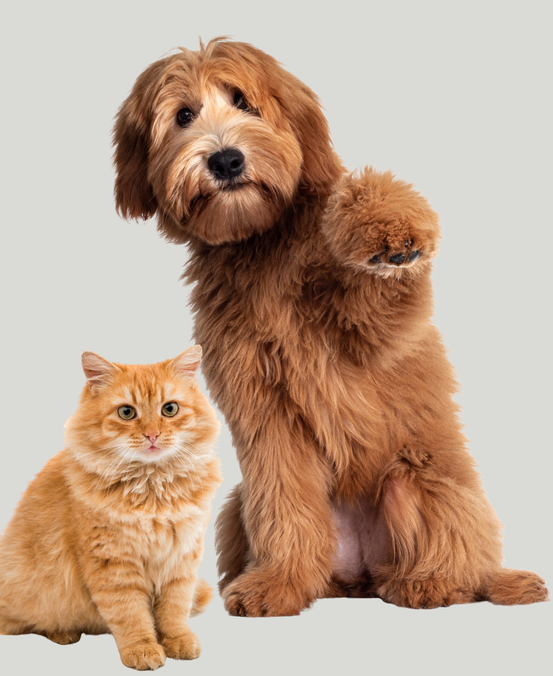 Image of Fluffy Dog and cat depicting Fur care WUFFVEDA