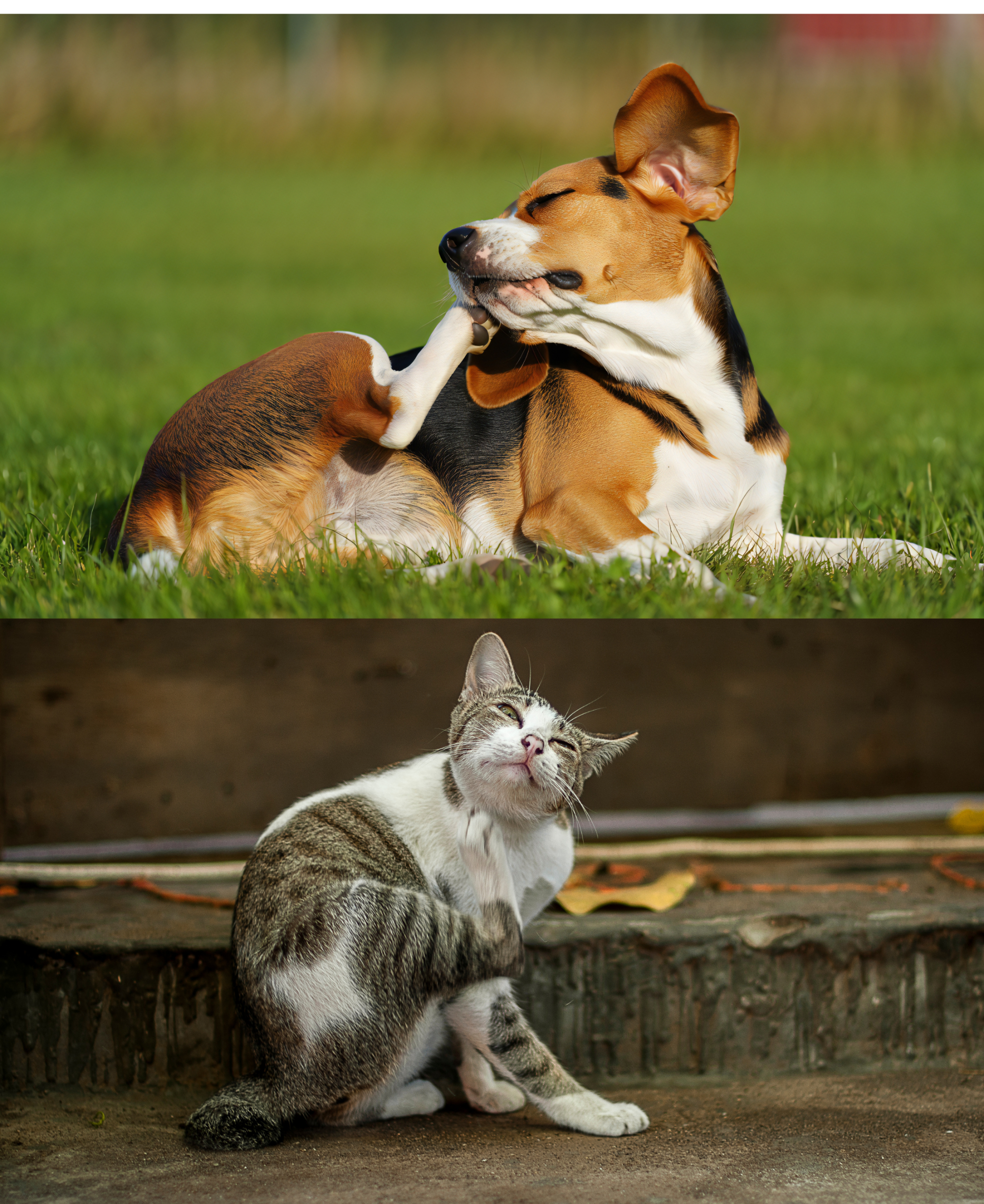 Itchy Dog and Cat: Wuffveda Skin Care