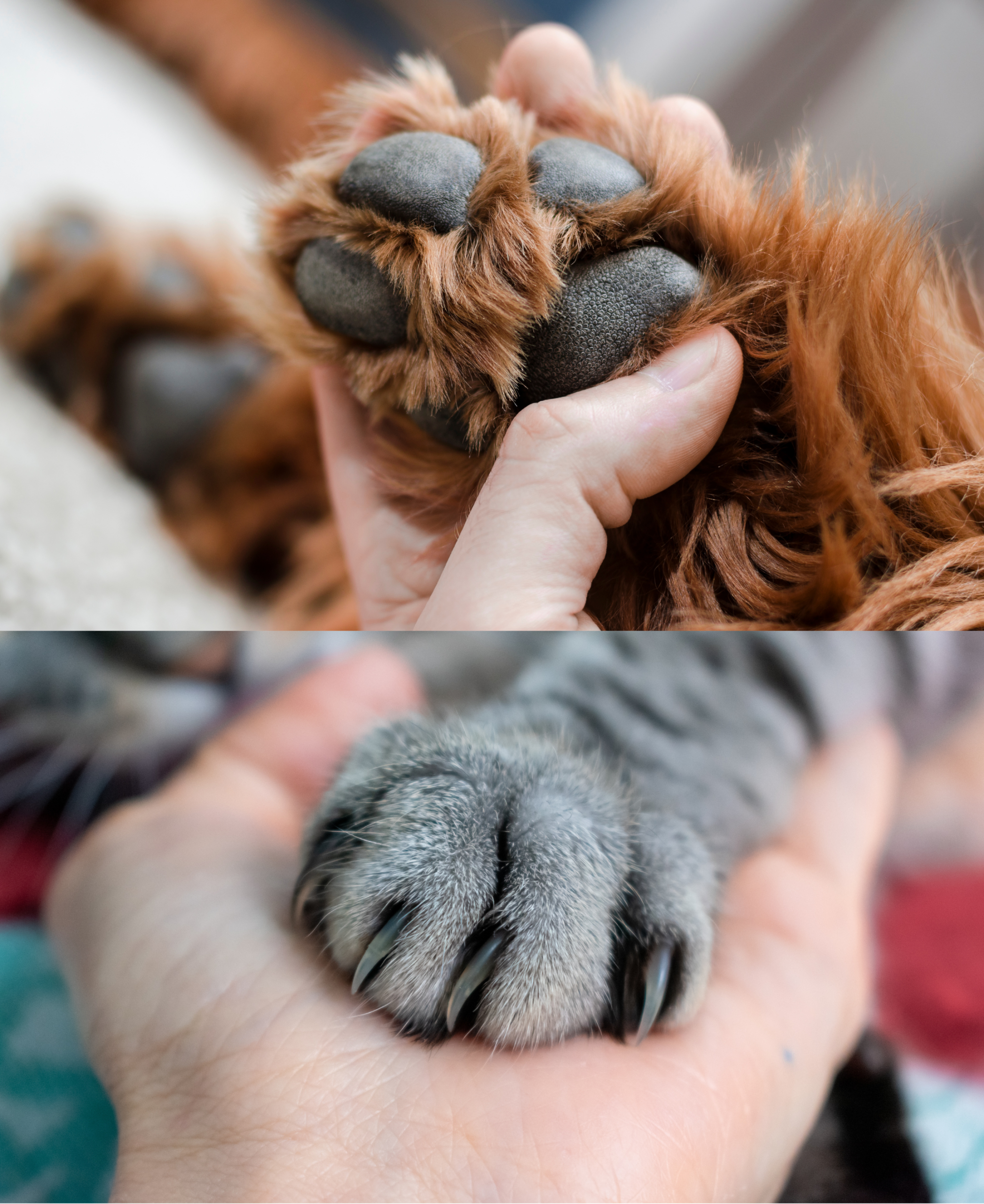 Image of Dog Paw and Cat Paw for Pets Paw Care services